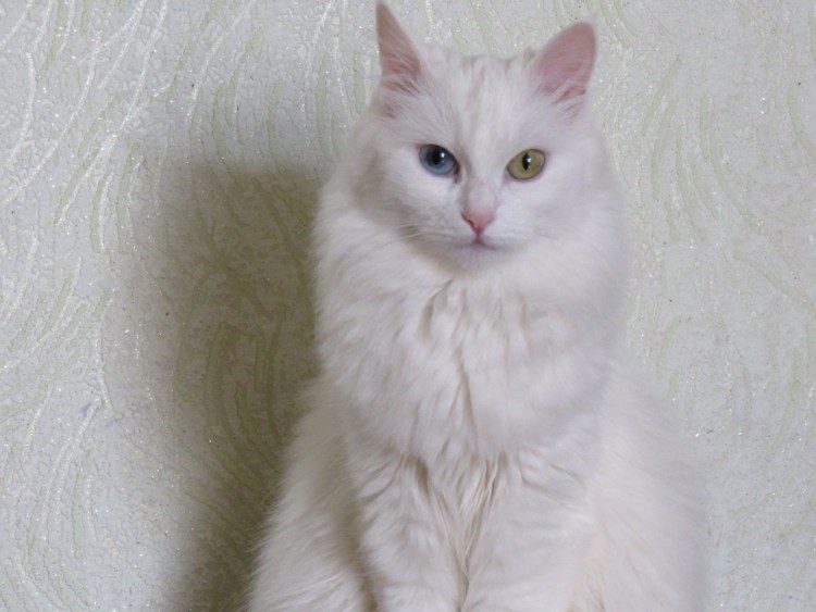 Кошка Нибелунг длинношерстная