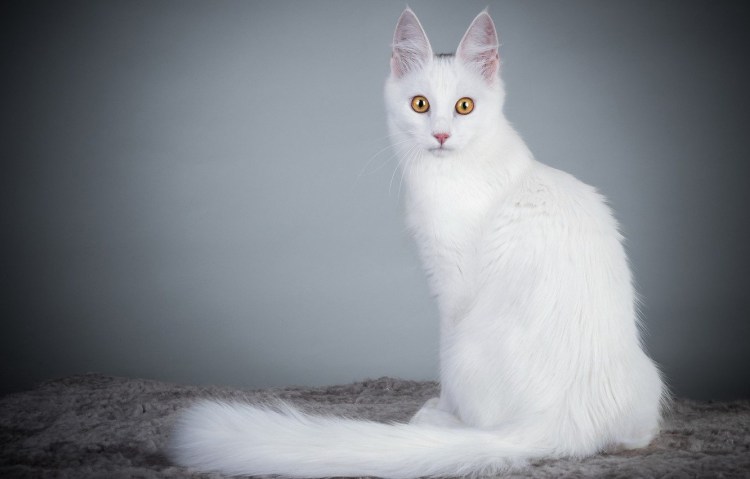 Турецкая ангора кошка короткошерстная