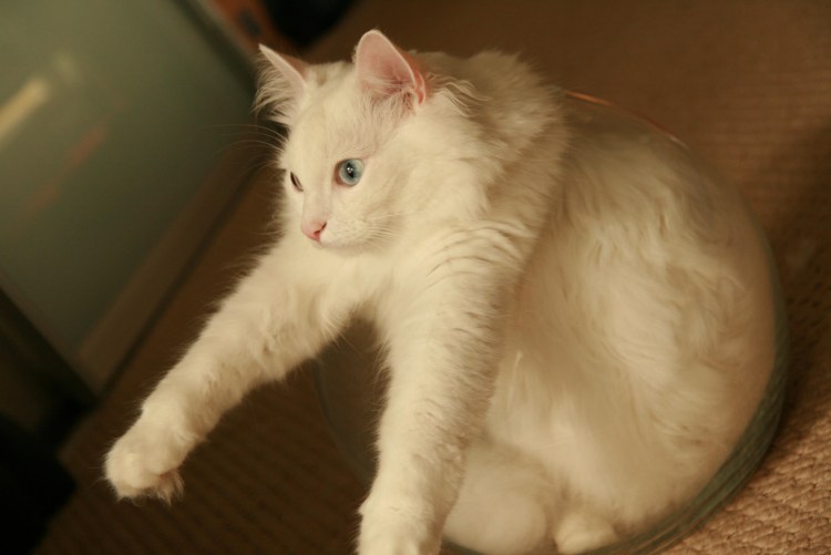 Игрушка кошка турецкая ангора