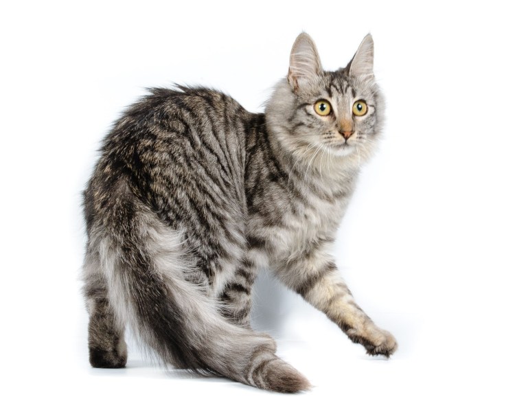 Турецкая ангорская кошка короткошерстная