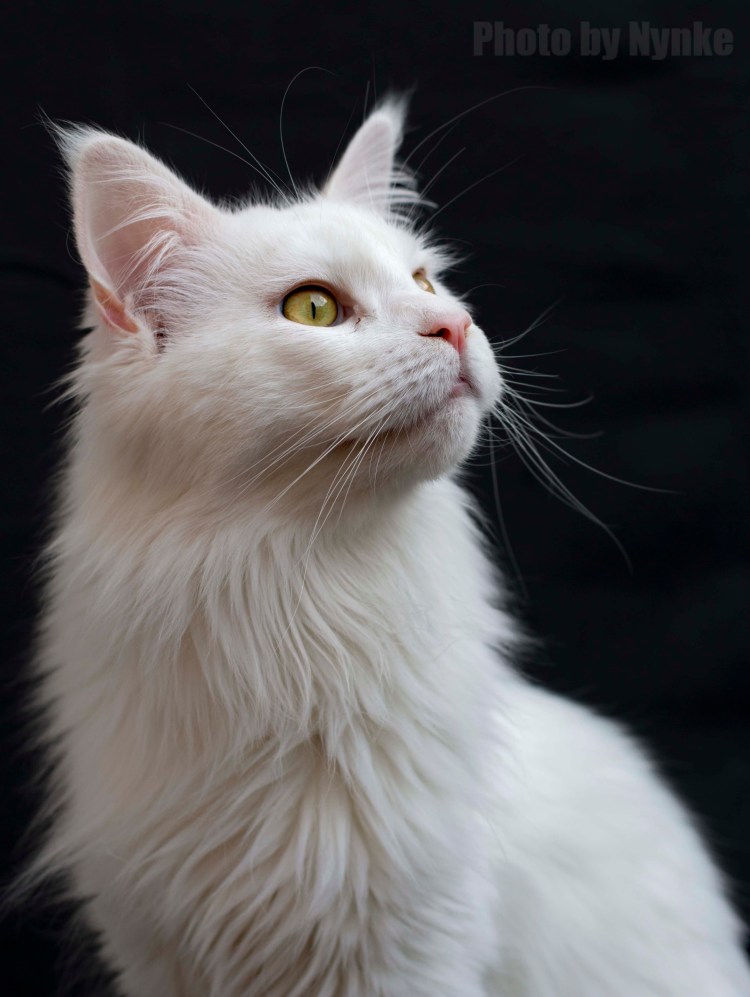 Турецкая ангора кошка серая