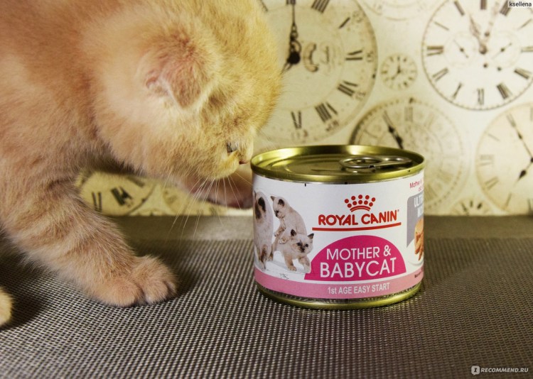 Royal Canin для котят мусс