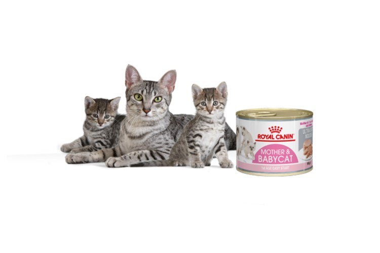Royal Canin Babycat мусс