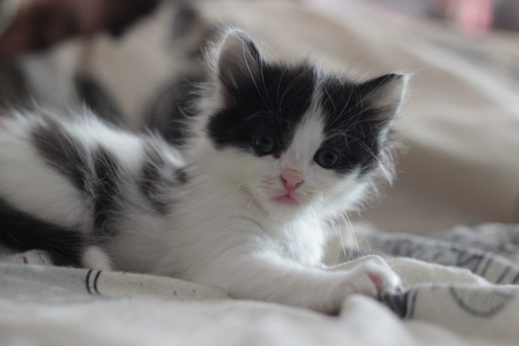 Черно белый кот