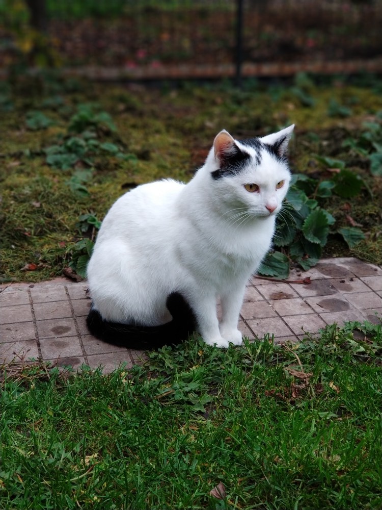 Белый котенок с серыми пятнами