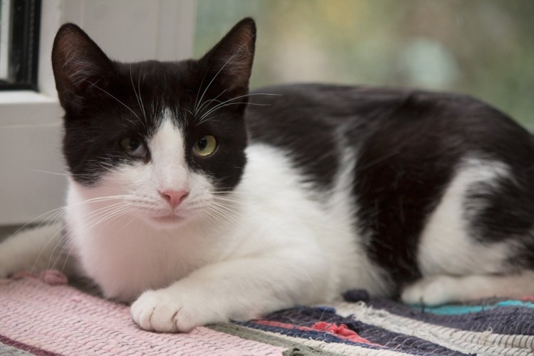 Чёрно-белый кот порода