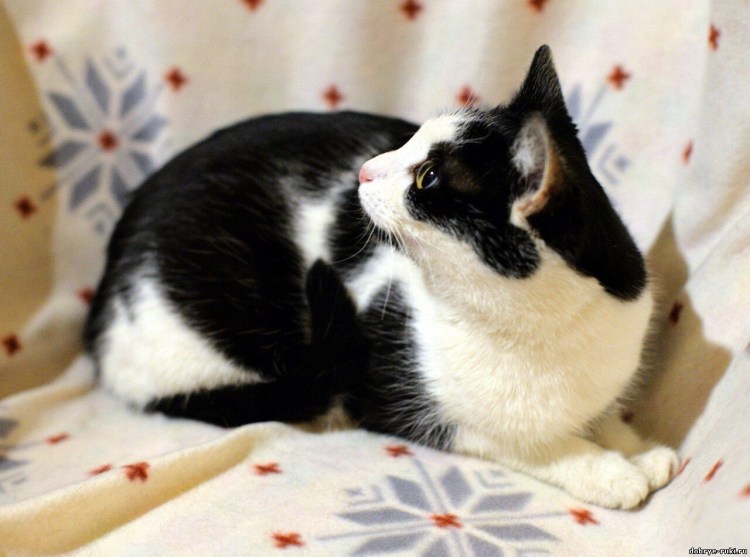 Кот пятнистый белый с черным