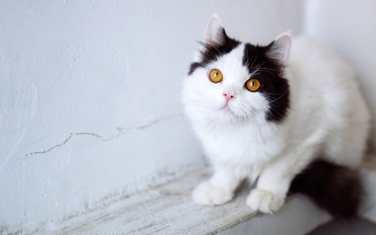 Японский бобтейл