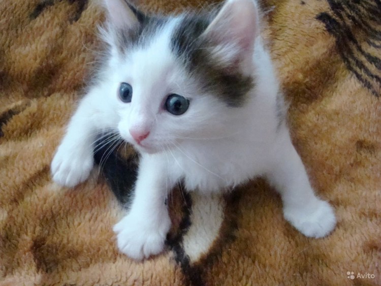 Черно белый кот