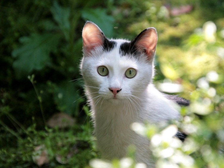 Белый кот с пятнами