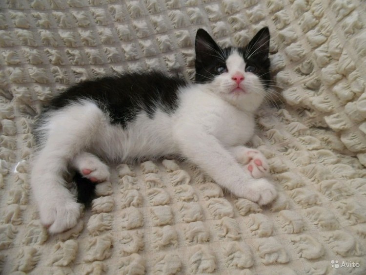 Черно белые коты