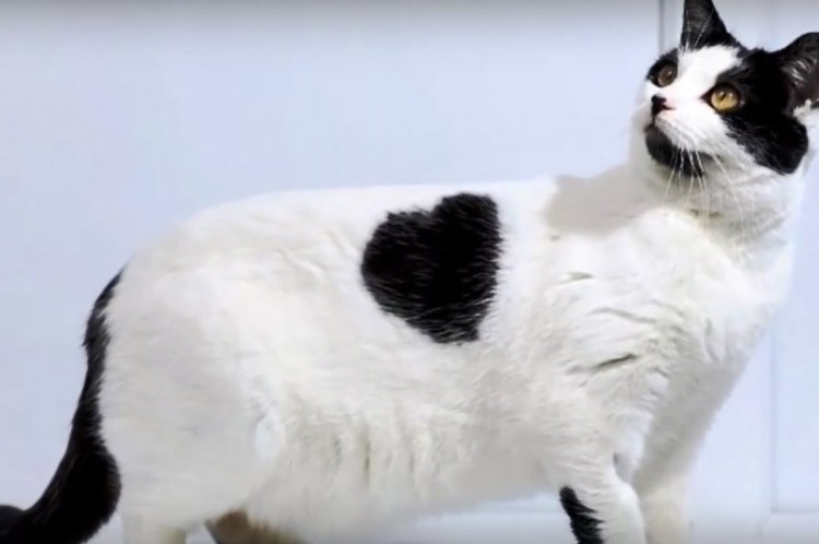 Белый котенок с черными пятнами