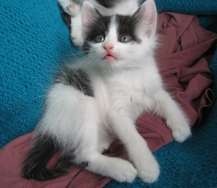 Белый кот в траве