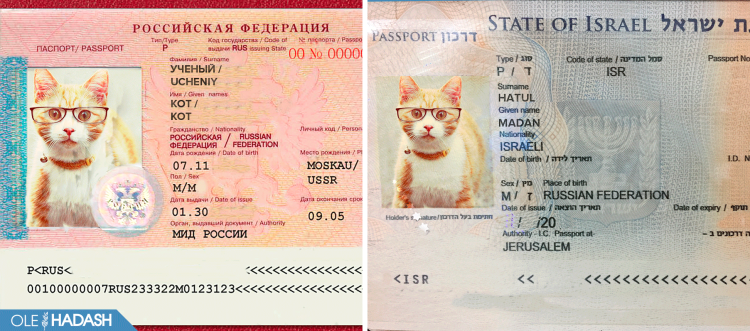 Паспорт рыжего кота