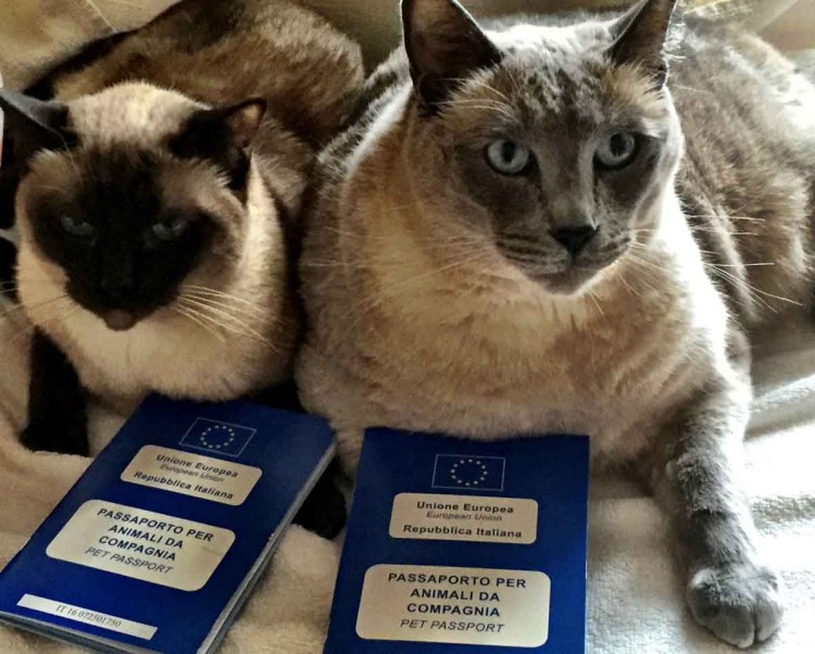 Ветеринарный паспорт для собаки Йоркширский терьер