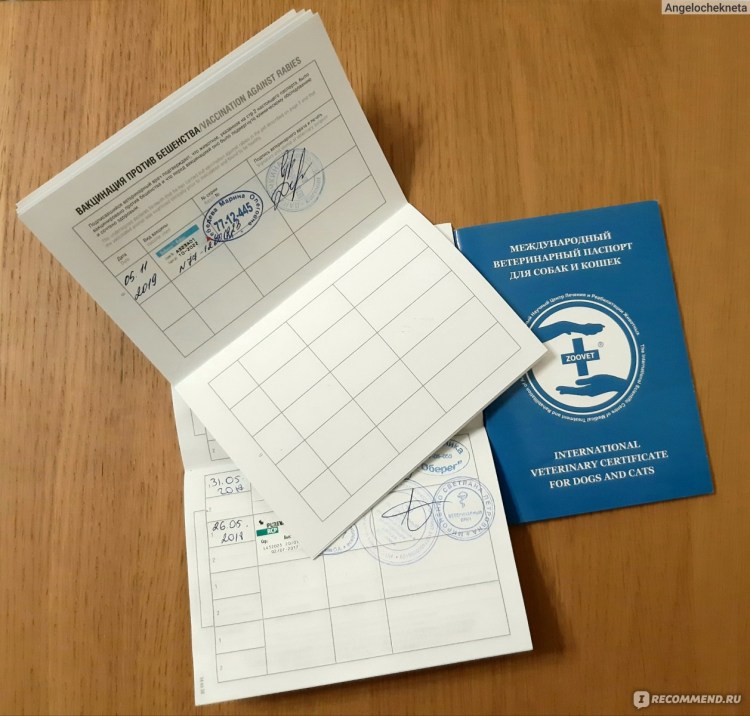 Обложка для паспорта "котики"