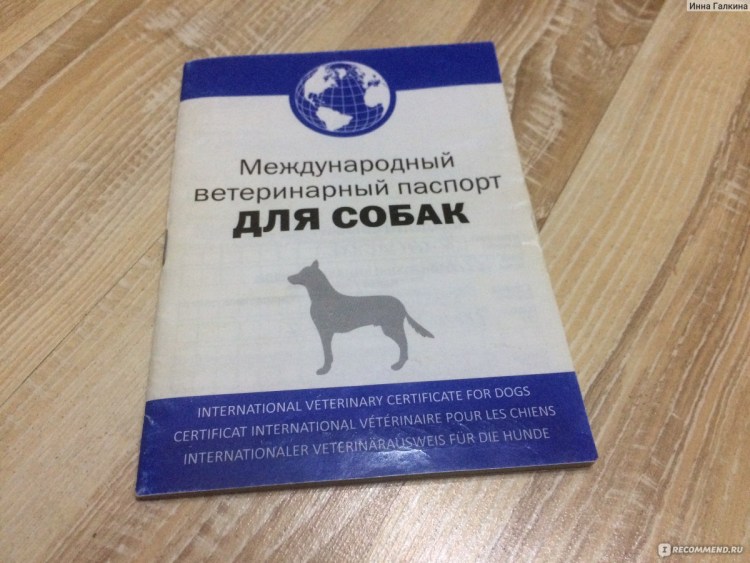 Ветеринарный паспорт для кошки