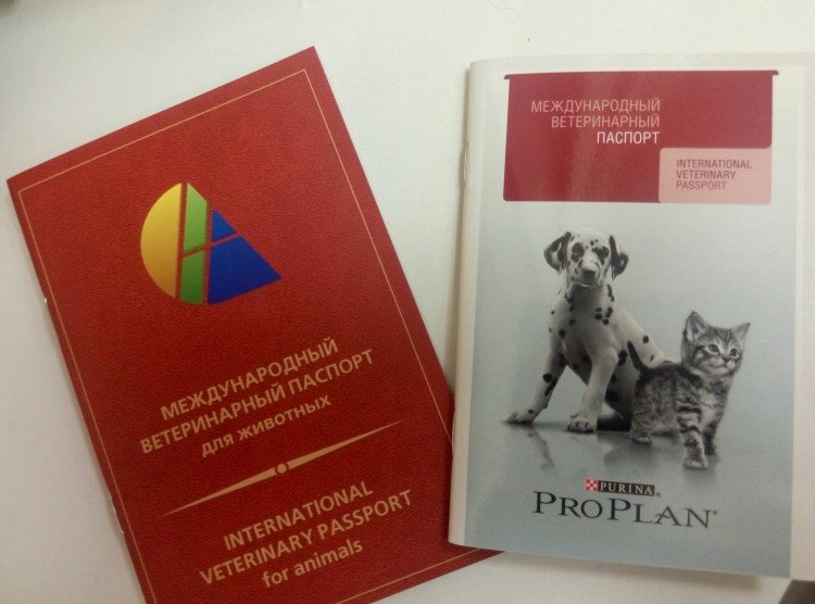 Котик с документами