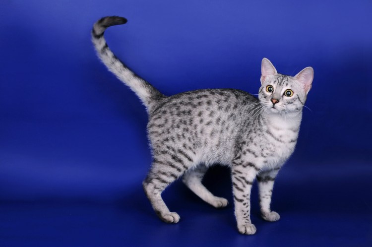 Египетские МАУ черные кошки цена в России фотографии