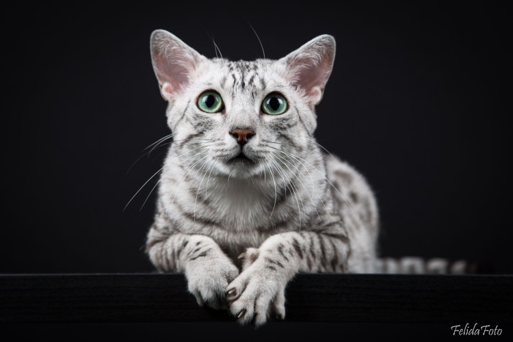 Метис египетской МАУ