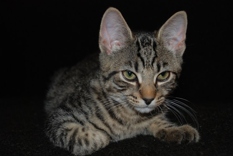 Египетская МАУ С кисточками