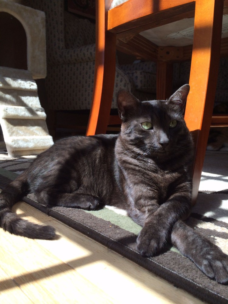 Египетская МАУ