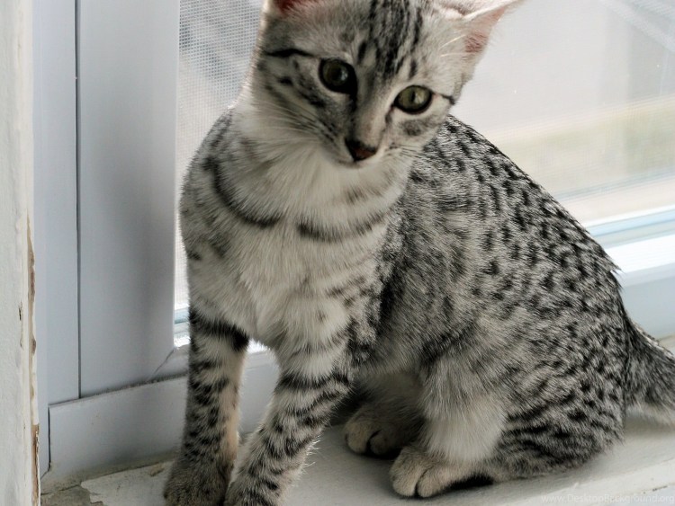 Порода Египетская МАУ