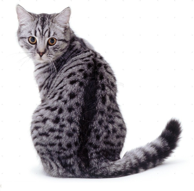 Египетская МАУ кошка черная