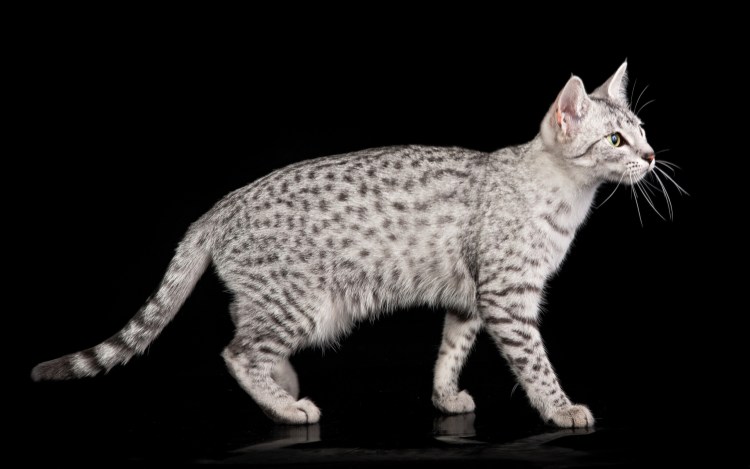 Египетская МАУ дымчатого окраса