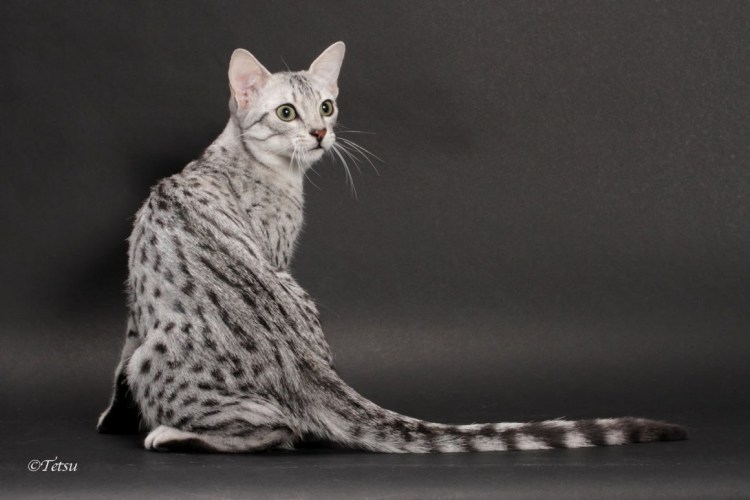 Египетская МАУ рыжая