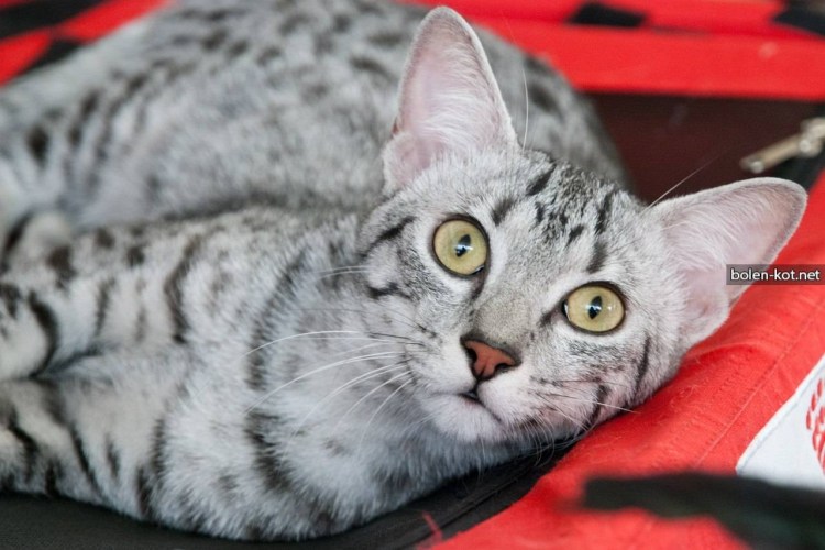 Египетский МАУ котенок черный