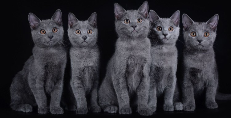 Порода кошек французский шартрез