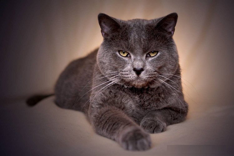 Коты породы шартрез