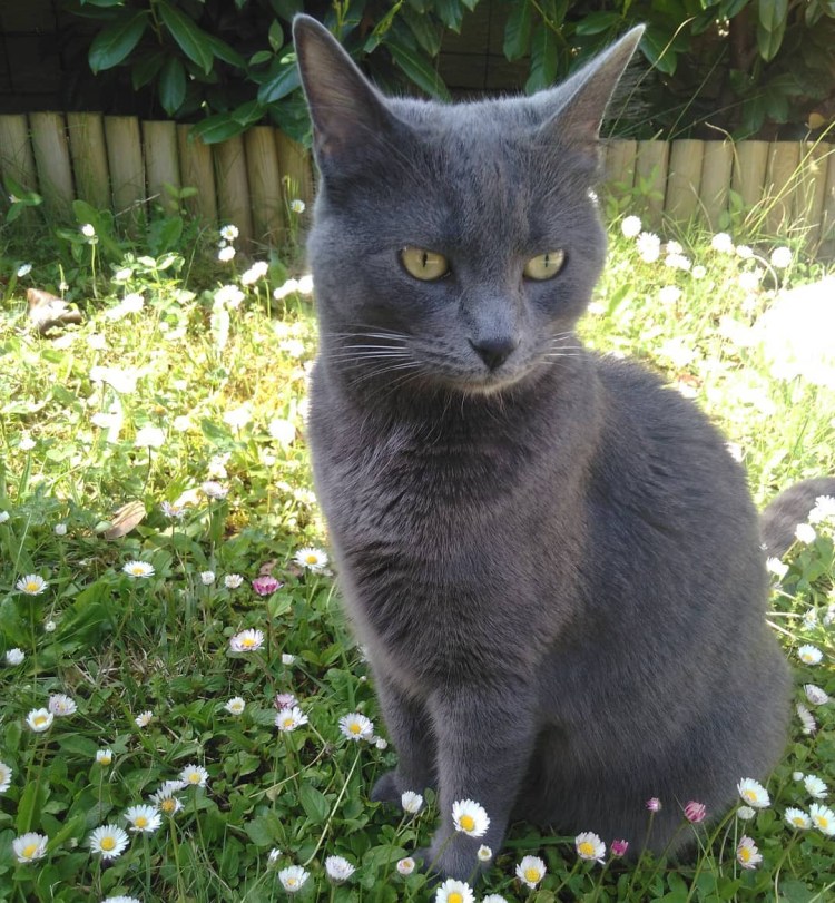 Британская короткошёрстная кошка шартрез