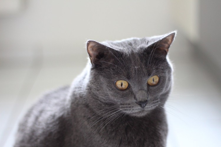 Картезианский шартрез