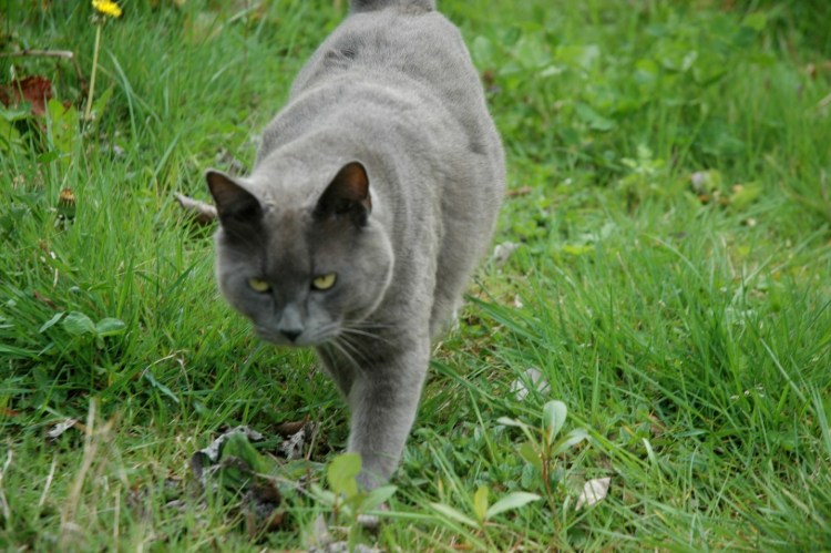 Картезианская кошка шартрез