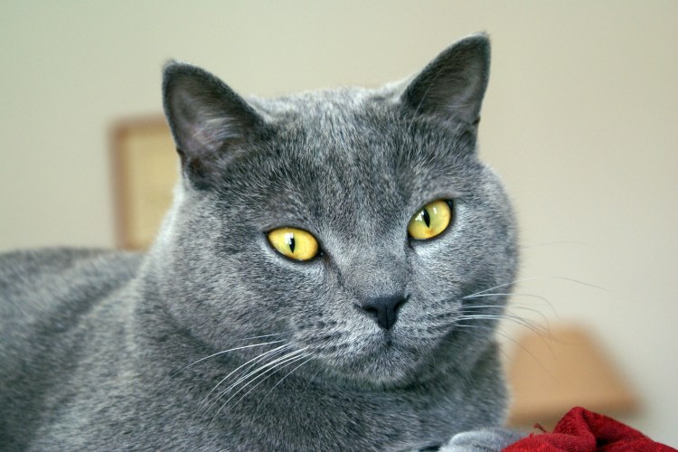 Картезианский шартрез