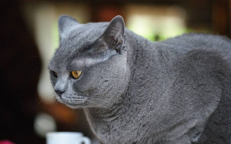 Серый кот порода шартрез