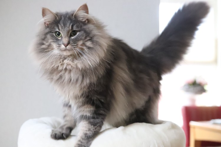 Сибирская кошка серая