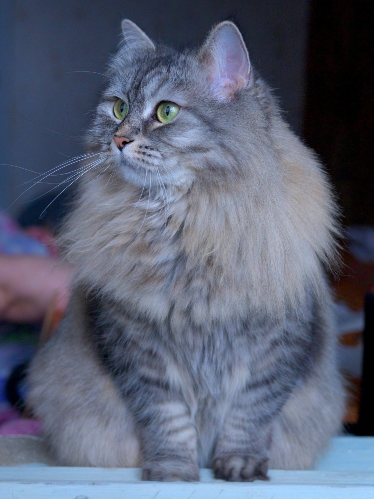 Сибирская кошка дымчатая