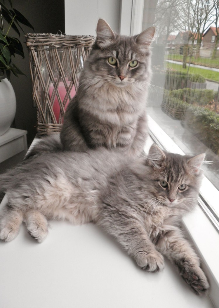 Сибирская кошка дымчатая