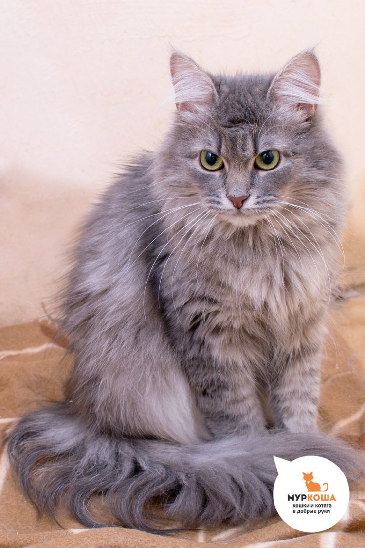 Сибирская кошка дымчатая