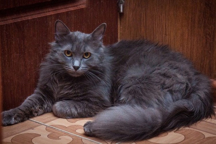 Сибирский кот серый