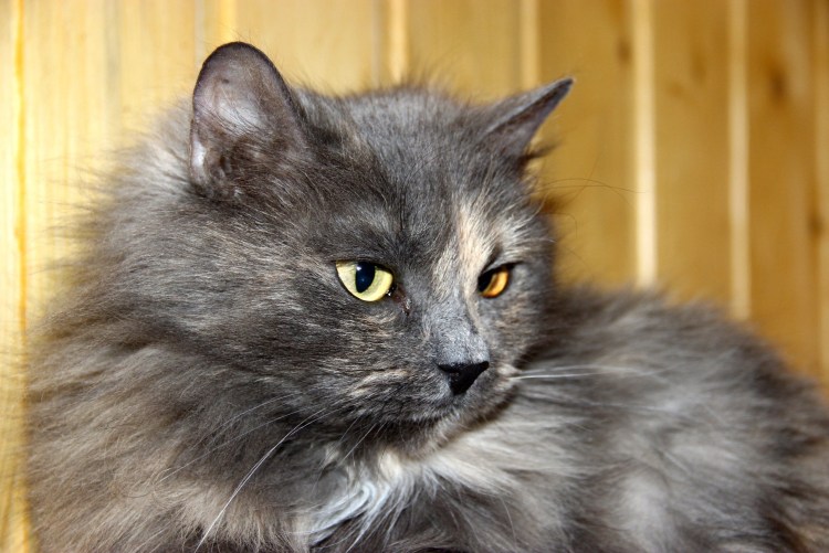 Тайская кошка Корат