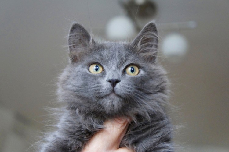 Сибирская кошка дымчатая