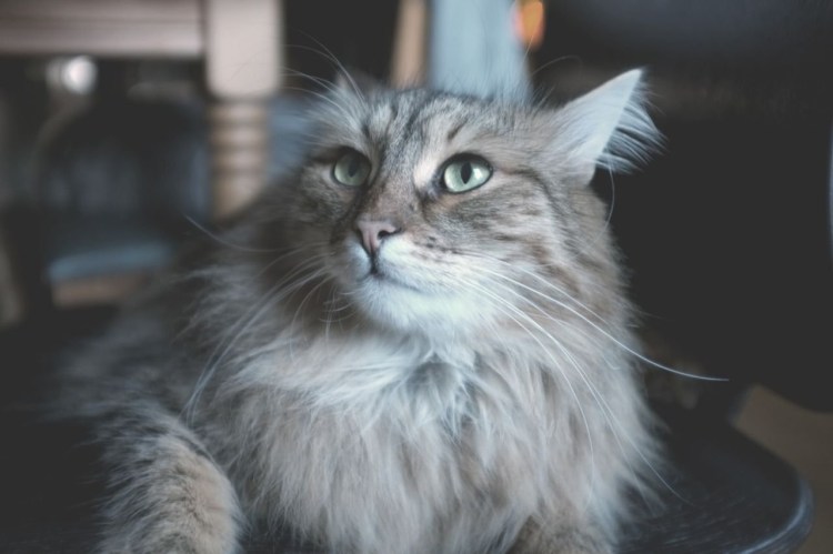 Сибирская дымчатая длинношерстная