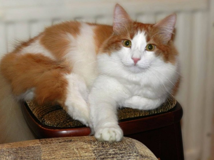 Белый котик с рыжими пятнами