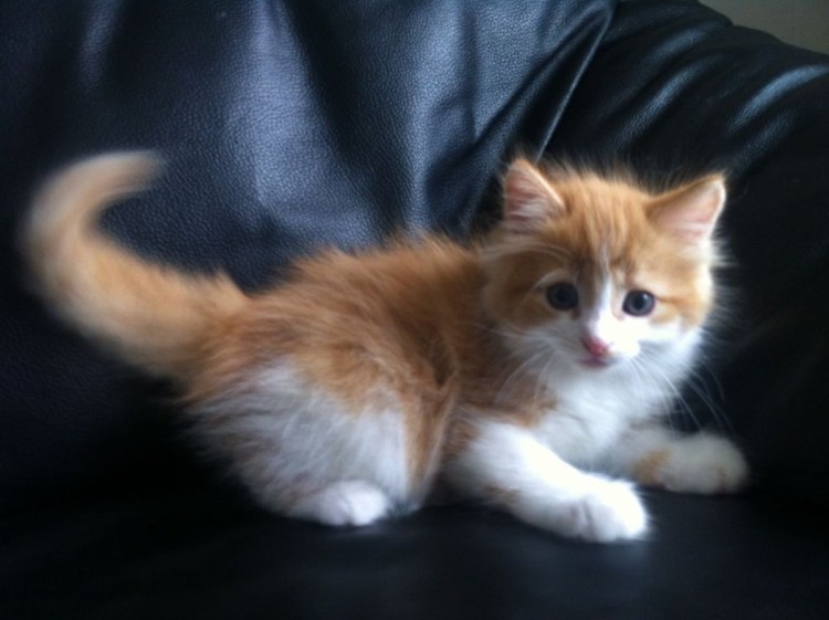 Кот нежный бело-рыжий