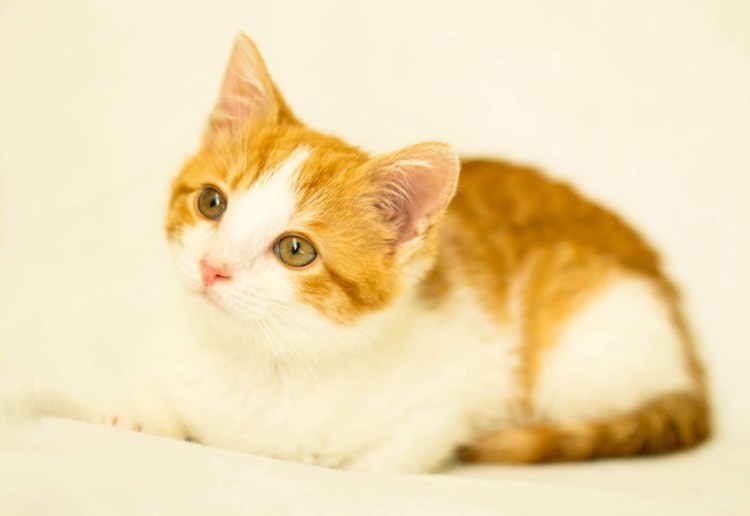 Рыже белые коты