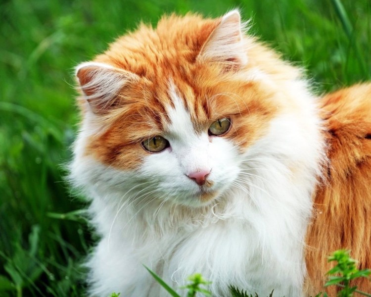 Котики рыжие с белым